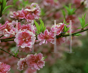 Picture of Prunus persica 'Corinthian Mauve'