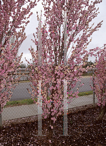 Picture of Prunus persica 'Corinthian Rose'