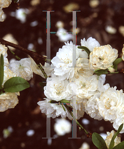 Picture of Prunus persica 'Corinthian White'