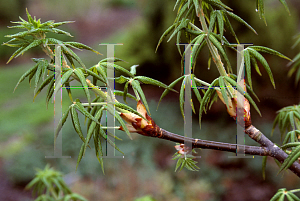 Picture of Aesculus  'Homestead'