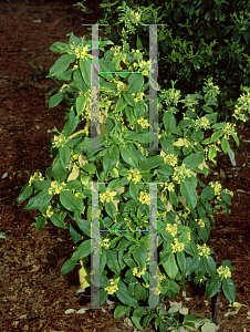 Picture of Pittosporum illicoides 