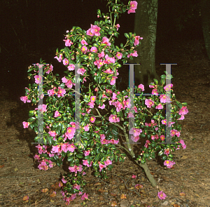 Picture of Camellia x williamsii 'Golden Spangles'