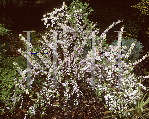 Picture of Prunus glandulosa 'Rosea Plena'