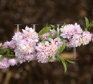 Picture of Prunus glandulosa 'Rosea Plena'
