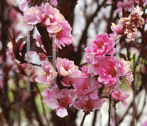 Picture of Prunus persica 'Corinthian Pink'