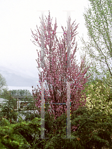 Picture of Prunus persica 'Corinthian Pink'