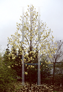 Picture of Magnolia x 'Lois'