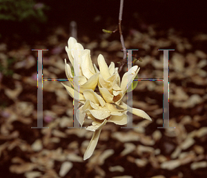 Picture of Magnolia x 'Lois'