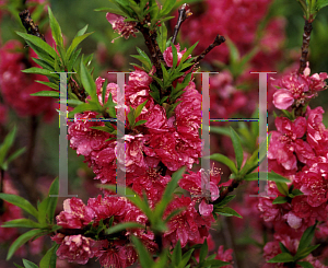 Picture of Prunus persica 'NCSU Dwarf Double Red'
