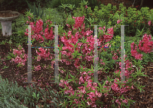 Picture of Prunus persica 'NCSU Dwarf Double Red'