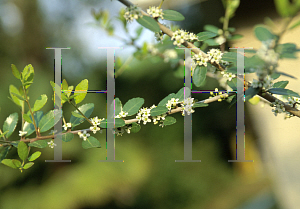 Picture of Ilex vomitoria 