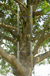 Picture of Quercus virginiana 'Millenium'