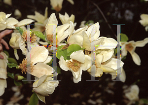 Picture of Magnolia x 'Yellow Fever'