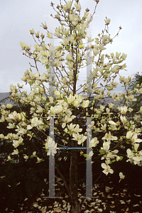 Picture of Magnolia x 'Yellow Fever'