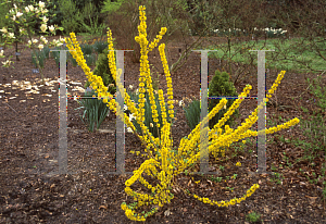 Picture of Forsythia x 'Goldilocks'