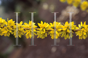 Picture of Forsythia x 'Goldilocks'