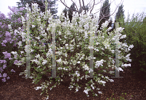 Picture of Syringa oblata var. alba 'Frank Meyer'