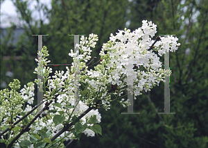 Picture of Syringa oblata var. alba 'Frank Meyer'