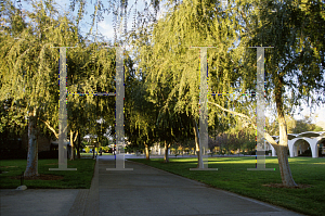 Picture of Ulmus parvifolia 'Sempervirens'