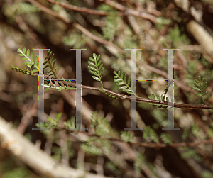 Picture of Bursera microphylla 