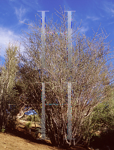 Picture of Bursera microphylla 