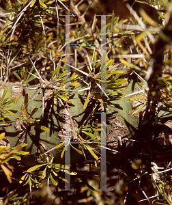 Picture of Fouquieria purpusii 