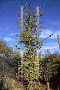 Picture of Fouquieria purpusii 