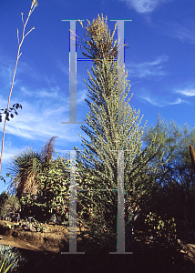 Picture of Fouquieria columnaris 