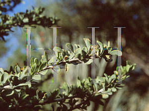 Picture of Fouquieria columnaris 