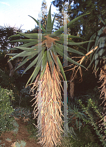 Picture of Aloe marlothii 