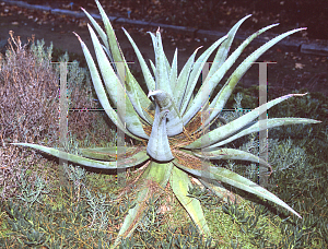 Picture of Aloe marlothii 