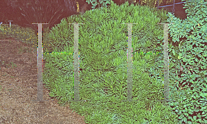 Picture of Senecio barbertonicus 