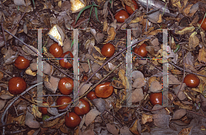 Picture of Aesculus californica 