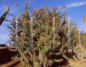 Picture of Fouquieria macdougalii 