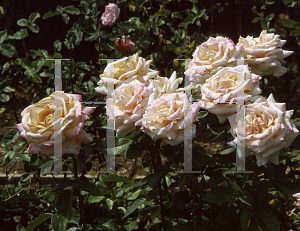 Picture of Rosa  'Summer's Kiss'