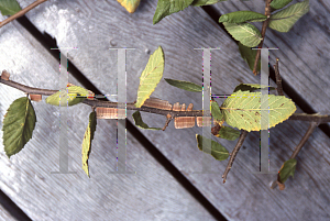 Picture of Ulmus crassifolia 