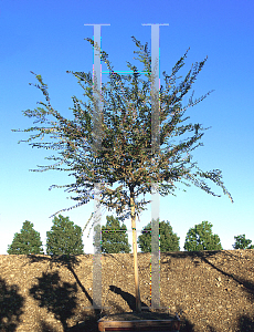 Picture of Ulmus parvifolia 'Sempervirens'