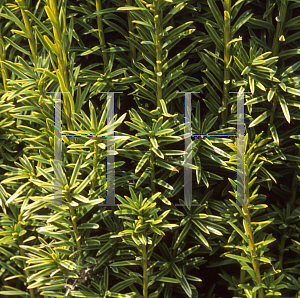 Picture of Taxus baccata 'Stricta Aurea'