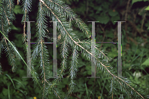 Picture of Picea sitchensis 