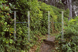 Picture of Hedera helix 