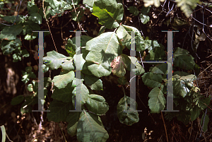 Picture of Toxicodendron diversilobum 