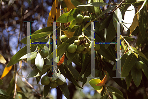 Picture of Umbellularia californica 