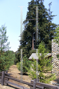 Picture of Sequoia sempervirens 