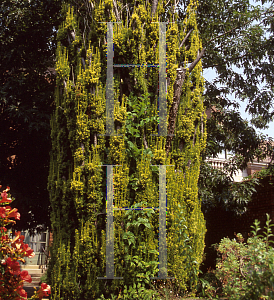 Picture of Taxus baccata 'Stricta Aurea'