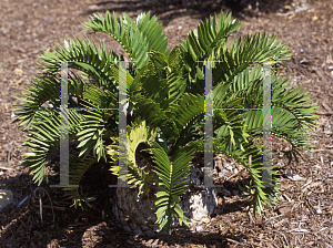 Picture of Encephalartos latifrons 