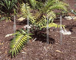 Picture of Ceratozamia spp. 