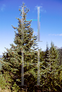 Picture of Pseudotsuga menziesii 