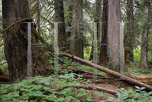 Picture of Thuja plicata 