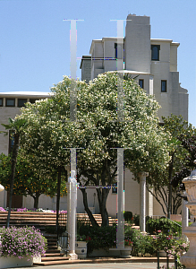 Picture of Nerium oleander 