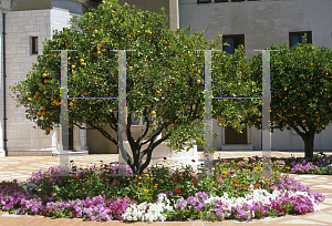 Picture of Citrus sinensis 